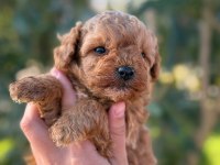 Maltipoo yavru