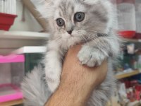 Biritis yavrular yeni yuvaları bekliyor