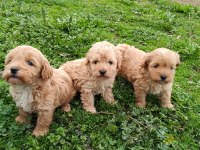 Poodle Ayarında Maltipoo Yavrular