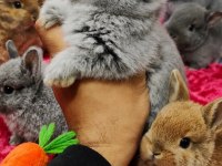 Cüce tavşan ve hollanda lop tavşanları