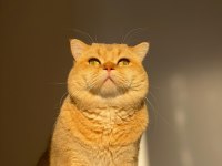 British shorthair golden erkek