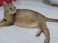 Golden British Shorthair