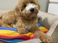 4.5 AYLIK HER ŞEYİ TAM MALTİPOO