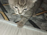 Sahiplendirilecek scottish fold kedisi