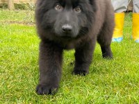 MUHTEŞEM SECERELİ ALMAN ÇOBAN KÖPEĞİ YAVRULARI ISTANBUL