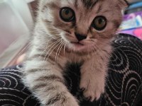 Scottish Fold Silver Tabby