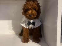 Efsane poodle yavrularımız hazır