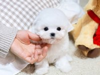 KORE ASILLI MALTESE TERRIER BEBEKLERİMİZ
