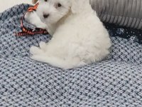 2.5 aylık maltipoo