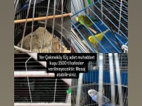 3 ADET MUHABBET KUŞU ACİL SATILIK