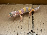 Her morph leopard gecko