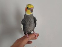 Satılık konuşan takım sultan papağanı