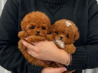 Gerçek Toy Poodle Bebeklerim