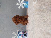 Toy poodle yavrularımız
