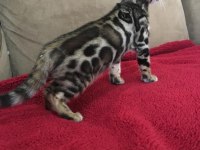 SHOW CLASS BENGAL KEDİSİ BEBEKLER