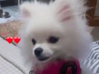 Güzel pomeranian kızımıza yuva