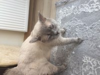 Blue point british shorthair
