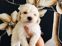 Güzel Maltipoo Köpekler