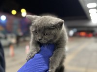 British shorthair kedimiz