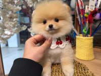 3 Aylık Pomeranian Krem - Beyaz Irk Ve Sağlık GARANTİ