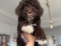 Minyatür Poodle Uygun
