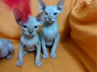 Sphynx home son yavru kediler