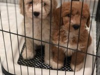 Kıvırcık Maltipoo Bebekler