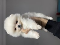 Beyaz pomeranian boo