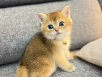 GOLDEN YAVRU KEDİLER İZMİR