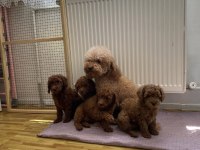 YILIN EN KALİTE TOY POODLE YAVRULAR RET BROWN ANK