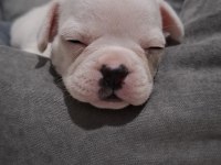 French Bulldog 1 aylık
