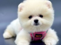 Safkan Pomeranian Boo Yavrularımız