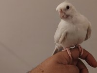 2 Yaşında Dişi Sultan Papağanı