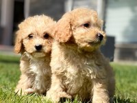 Eşsiz Bir Maltipoo İçin Bizi Aramadan Karar Vermeyn
