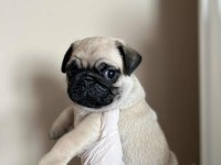 Gül kuyruk Hamburger surat Pug Mops