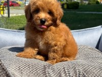 Maltipoo Yavru Köpeğimiz