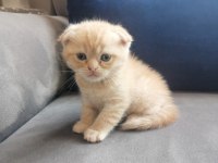 Scottish fold kediler