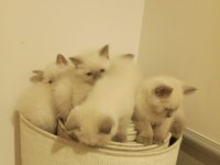Blue Point British Shorthair Safkan