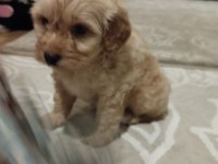 Safkan Maltipoo 2,5 Aylık Dişi Maltipoo
