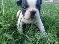 Orijinal Erkek French Bulldog Yavrular