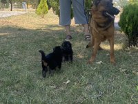 A Kalite K9 Alman Kurdu Yavruları