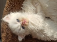 Kırıkkale içi british shorthair