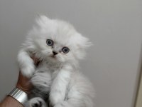 Chinchilla Kediler