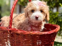 Maltipoo Dizayn Irk Sevimli Yavrular