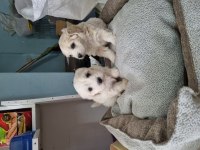 Terrier bebek köpekler