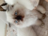 3-6 aylık scottish fold yavrularımız için yuva arıyoruz