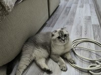 Ücretsiz SAHİPLENDİRME scottish fold kedimiz