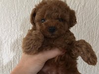 Red Brown renk dişi poodle