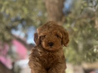 Uygun F2 Maltipoo Yavrular
