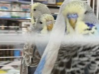Show Jumbo Muhabbet Kuşları rengarenk erkek dişi